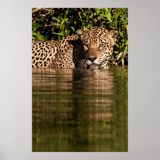 Portrait of a Jaguar Swimming Poster (Vorne)