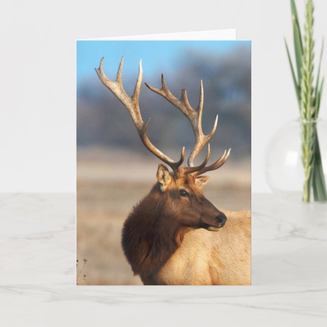Portrait of a Stunning Bull Elk Karte (Vorderseite)
