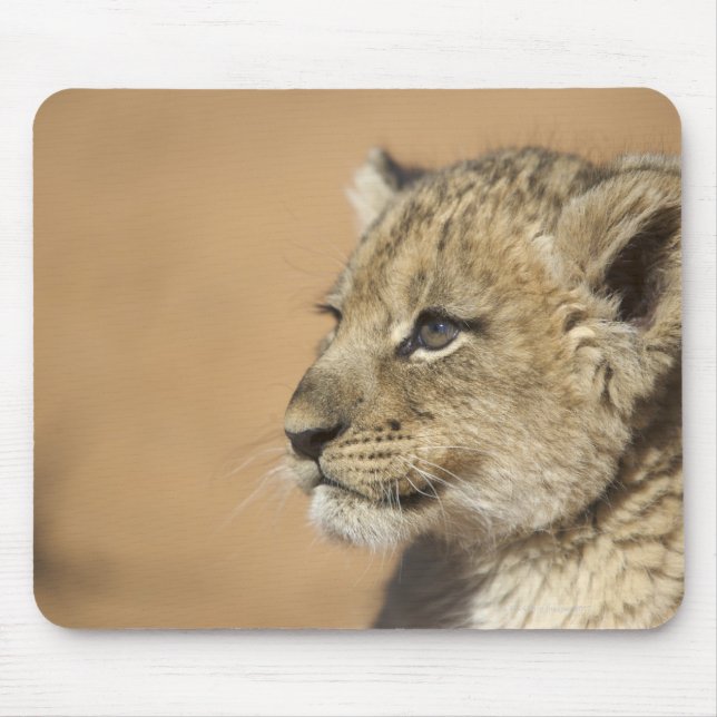 Portrait of Lion cub (Panthera Leo), Namibia Mousepad (Vorne)