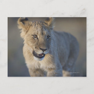 Portrait of Lion Cub (Panthera Leo), Namibia Postkarte