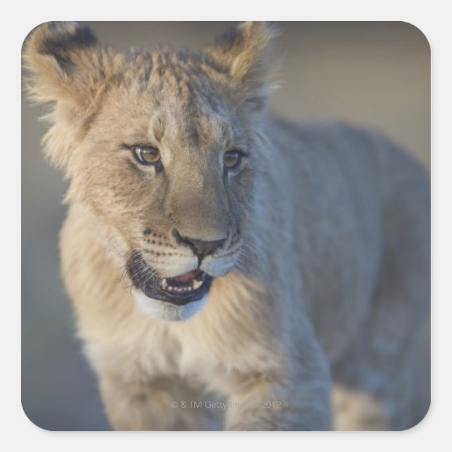 Portrait of Lion Cub (Panthera Leo), Namibia Quadratischer Aufkleber (Vorderseite)