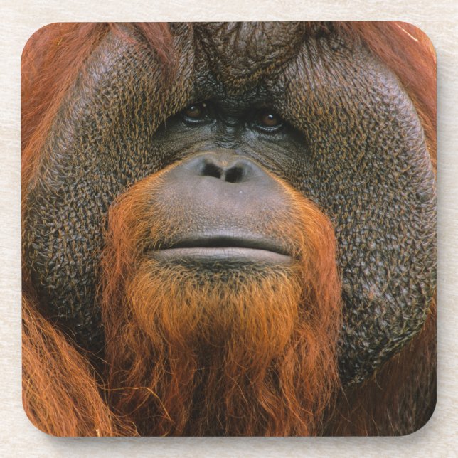 Portrait of Orang-utang Male, Georgia, USA Getränkeuntersetzer (Vorderseite)