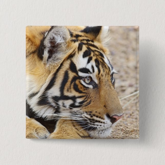Portrait of Royal Bengalisch Tiger, Ranthambhor Button (Vorderseite)
