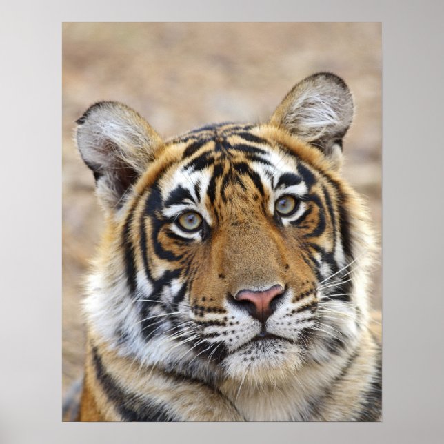 Portrait of Royal Bengalisch Tiger, Ranthambhor Poster (Vorne)