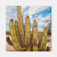 Portrait Old Man Cactus, Mexiko