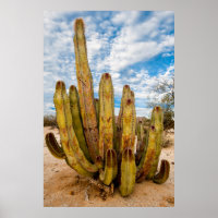 Portrait Old Man Cactus, Mexiko