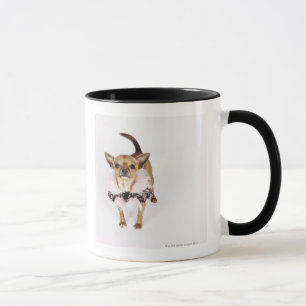 Portrait original d'un chiwawa de tasse de thé