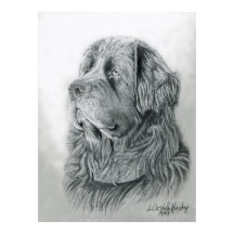 Portrait Poster von Neufundland