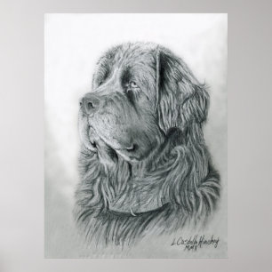 Portrait Poster von Neufundland