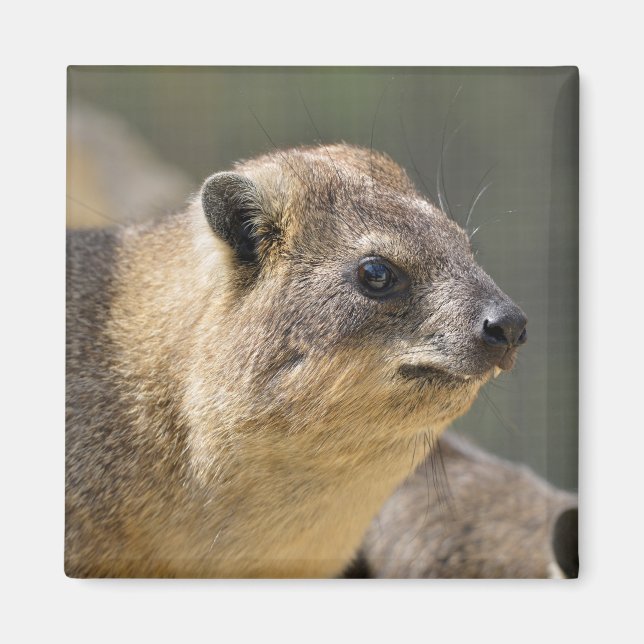 Portrait Rock hyrax Magnet (Vorne)