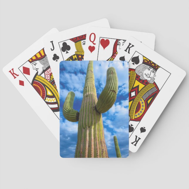Portrait Saguaro Cactus, Arizona Spielkarten (Rückseite)