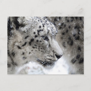 Portrait Snow Leopard Postkarte