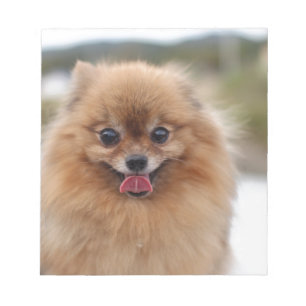 Portrait Spitz Dog Notizblock