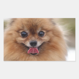 Portrait Spitz Dog Rechteckiger Aufkleber