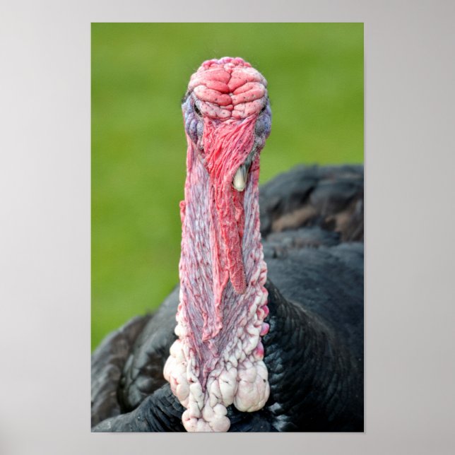 Portrait turkey poster (Vorne)