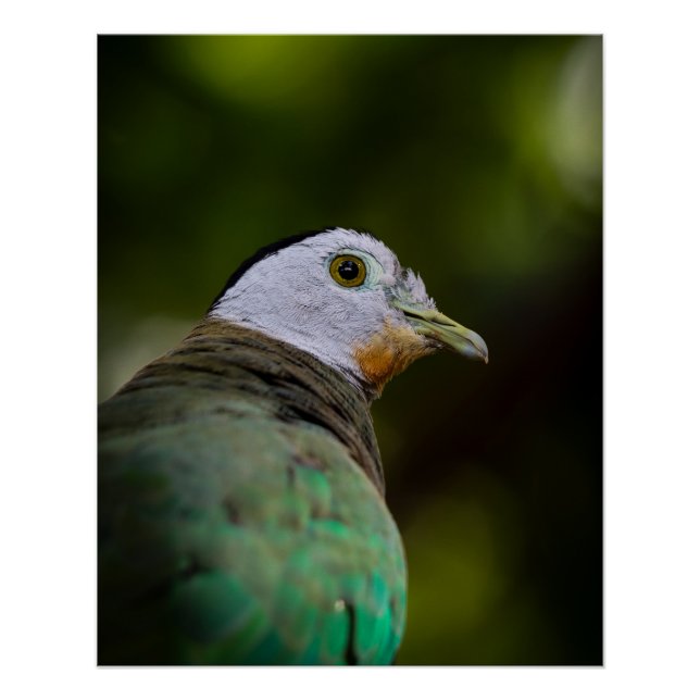 Portrait über tropische Vogelfotografie - Fruchtta Poster (Vorderseite)