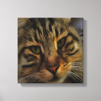 Portrait von Artistic Pet, lang haarige Tablette, 