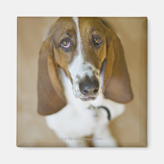 Portrait von Bassett, Washington Magnet (Vorne)