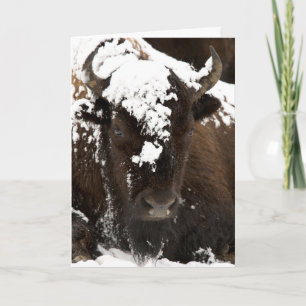 Portrait von Bison Covered in Snow Feiertagskarte