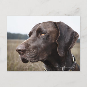 Portrait von Dog, Houston, Texas, USA Postkarte