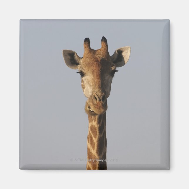 Portrait von Giraffe (Giraffa camelopardalis), Magnet (Vorne)
