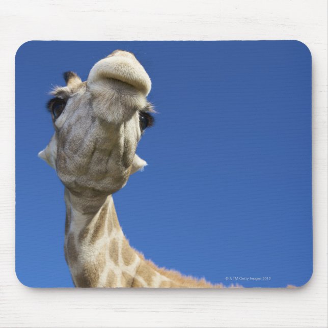 Portrait von Giraffe (Giraffa Camelopardalis) Mousepad (Vorne)