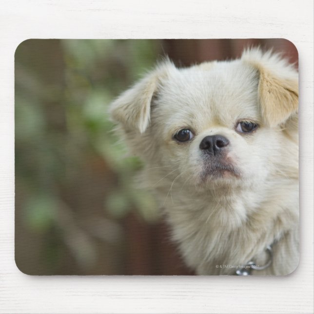 Portrait von Hund 2 Mousepad (Vorne)