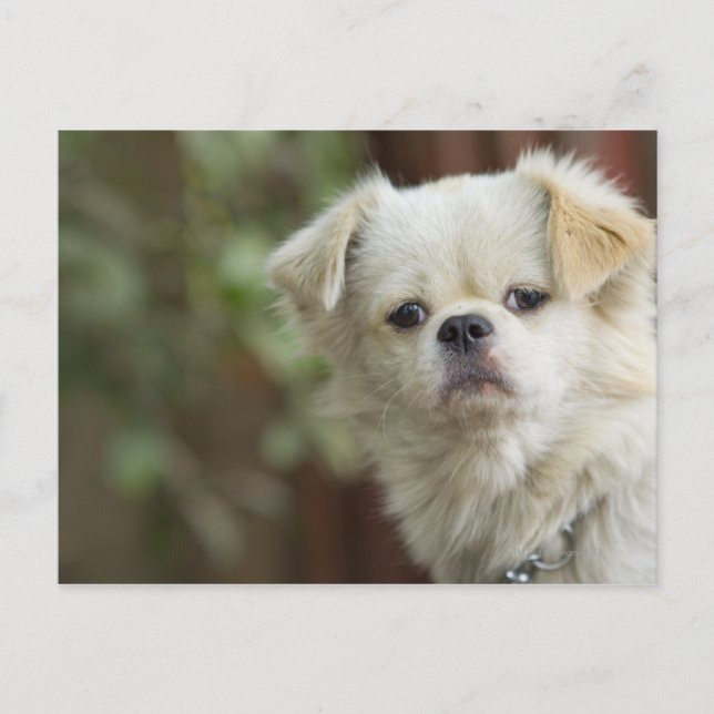 Portrait von Hund 2 Postkarte (Vorderseite)