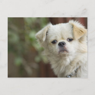 Portrait von Hund 2 Postkarte
