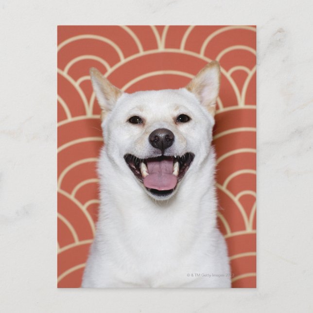 Portrait von Hund 3 Postkarte (Vorderseite)