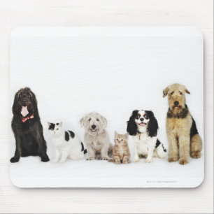 Portrait von Katzen und Hunden, die zusammen sitze Mousepad