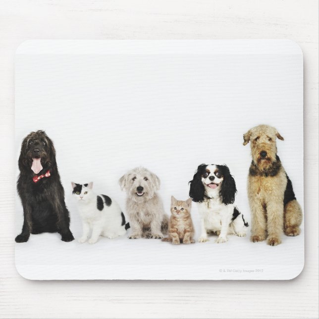 Portrait von Katzen und Hunden, die zusammen sitze Mousepad (Vorne)
