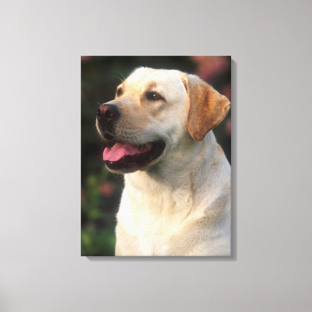 Portrait von Labrador Retriever, Hilton Leinwanddruck (Vorderseite)