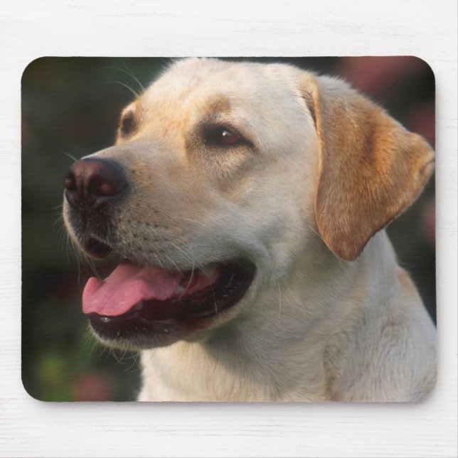 Portrait von Labrador Retriever, Hilton Mousepad (Vorne)