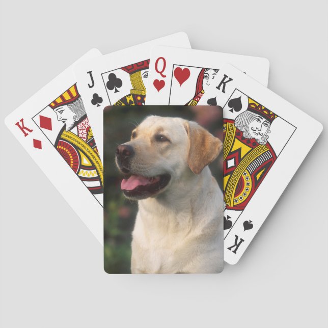 Portrait von Labrador Retriever, Hilton Spielkarten (Rückseite)