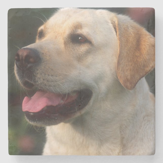Portrait von Labrador Retriever, Hilton Steinuntersetzer (Vorderseite)