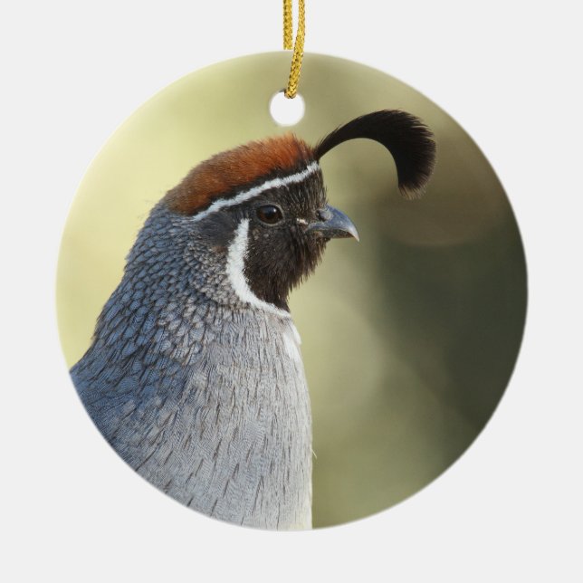 Portrait von männlichen Wachteln Keramik Ornament (Vorne)