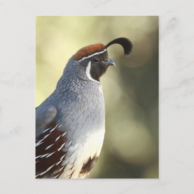 Portrait von männlichen Wachteln Postkarte (Vorderseite)