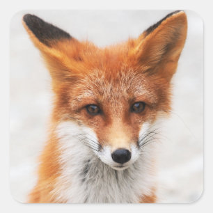 Portrait von niedlichem Wildbeißer mit schönen A Quadratischer Aufkleber