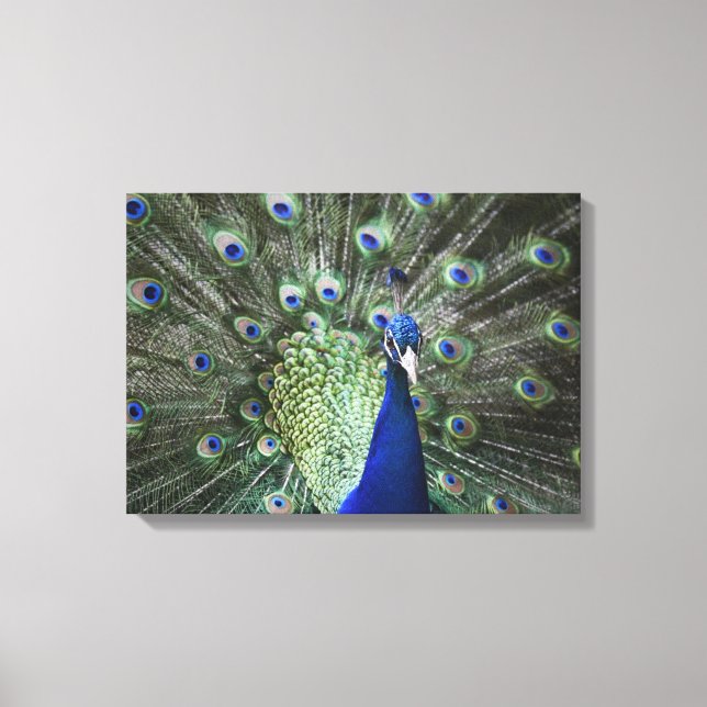 Portrait von Pfau mit Federn draußen Leinwanddruck (Vorderseite)