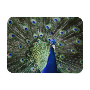 Portrait von Pfau mit Federn draußen Magnet