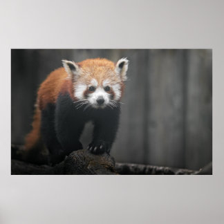 Portrait von Red Panda Poster