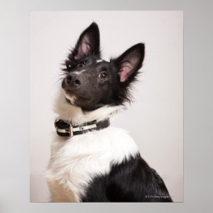 Portrait von Schwarz-Weiß-Schafhund Poster