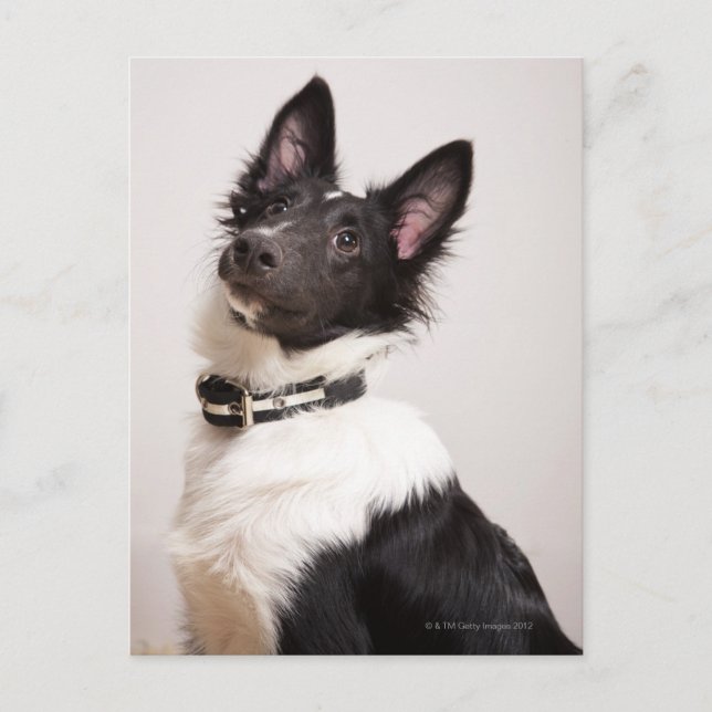 Portrait von Schwarz-Weiß-Schafhund Postkarte (Vorderseite)