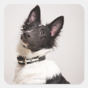 Portrait von Schwarz-Weiß-Schafhund Quadratischer Aufkleber