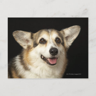 Portrait von schwarzem, braunem und weißem Corgi Postkarte