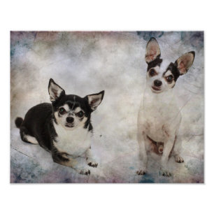 Portrait von zwei Chihuahuahuas Fotodruck