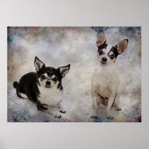 Portrait von zwei Chihuahuahuas Poster