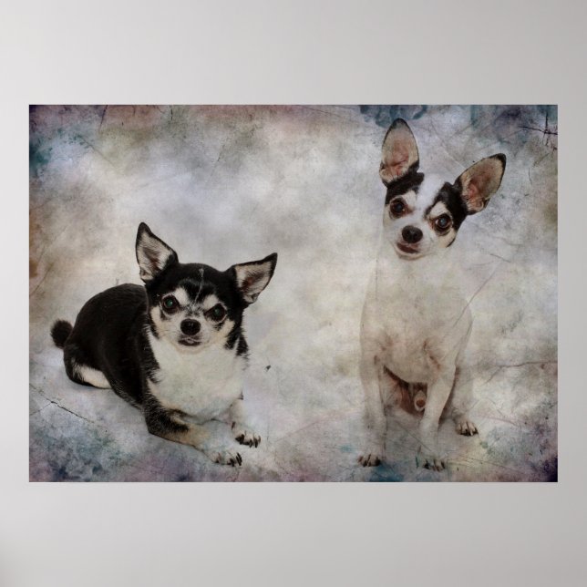 Portrait von zwei Chihuahuahuas Poster (Vorne)
