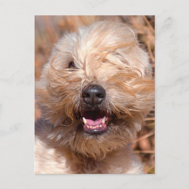 Portrait "Weichkalotte" Postkarte (Vorderseite)
